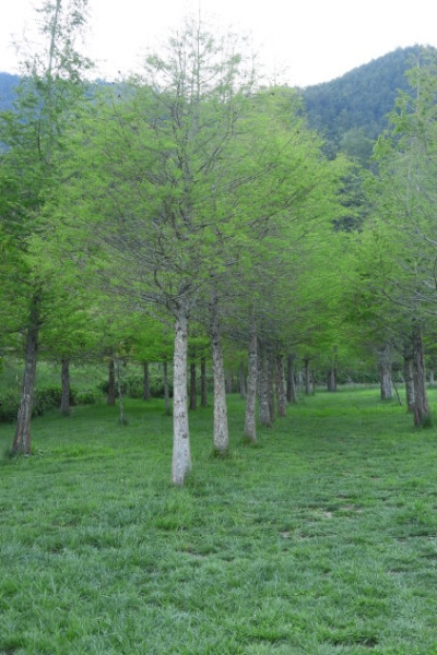 合歡山 武陵農場